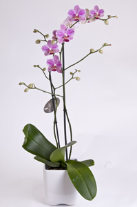 Orchidée