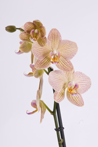 Orchidée