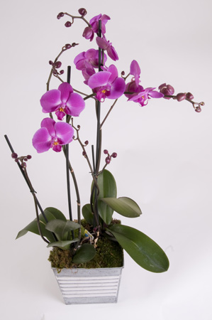 Orchidée
