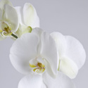 Offrir des Orchidées