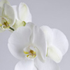 Orchidées